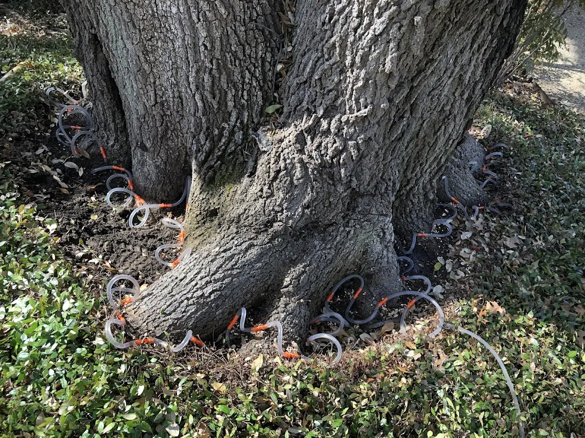 Detailed Tree Cabling and Bracing job site in Lairdsville