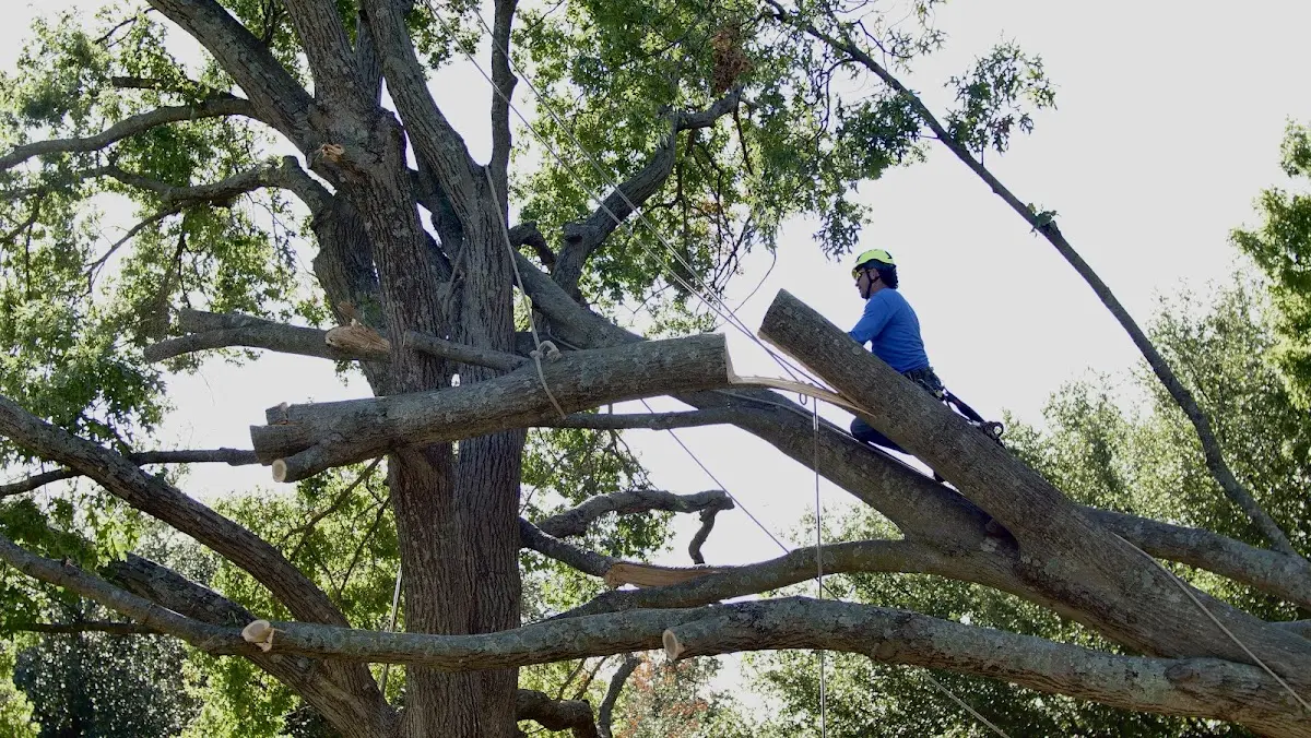 Professional Crown Thinning performed by certified arborists in Lairdsville