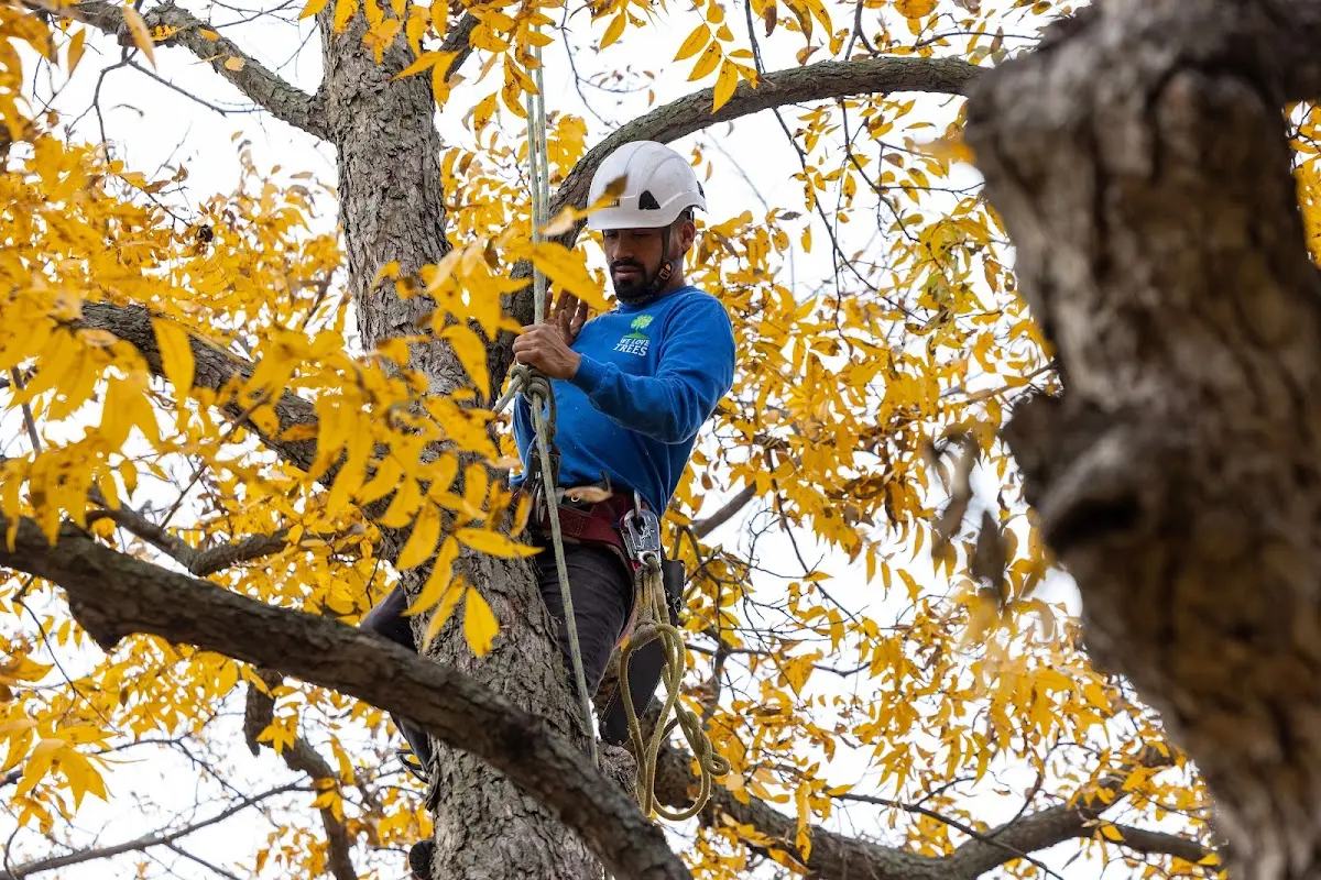 Skilled Tree Pruning crew working in Lairdsville