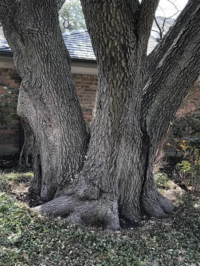 Mature heritage tree close to a Lairdsville property cared for by certified arborists